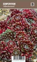 Vips Sempervivum Silberkarneol - Huislook - thumbnail