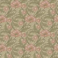 Midbec FC Angas- Esther Apricot - 13115 - thumbnail