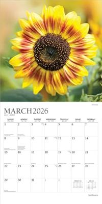 Sunflowers Kalender 2026 Sunflowers Kalender 2026