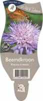 Beemdkroon vaste plant Griffioen - Griffioen - thumbnail