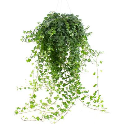 Hedera Helix Wonder - Klimop - P24