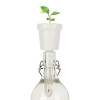 Gift Republic Botanische Flessen - Bonsai Boom - thumbnail