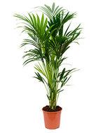 Kentia Palm howea forsteriana 6pp kamerplant