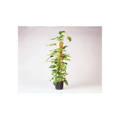 NATUUR Kokosvezelbescherming - H120 cm