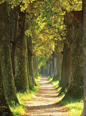 Bospad 50x70cm Tuinschilderij Customize-it - Customize it