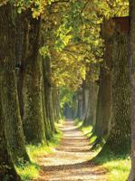 Bospad 50x70cm Tuinschilderij Customize-it - Customize it - thumbnail