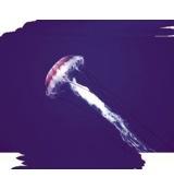 Animal Essences Jellyfish (kwal) 30 Milliliter Animal Essences Jellyfish (kwal) 30 Milliliter