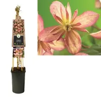 Roze bosrank (Clematis montana "Marjorie") klimplant - thumbnail