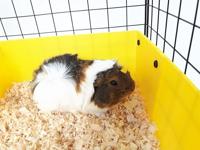 C&C modulaire kooi Vloer 4x2 + Loft 2x1 + Loopplank zwart - thumbnail