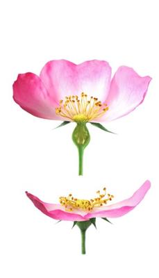 Weleda Wild Rose Smoothing Day Cream 30 ml Weleda Wild Rose Smoothing Day Cream 30 ml