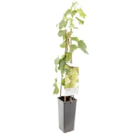 Witte druif (vitis vinifera "Solaris") fruitplanten - thumbnail