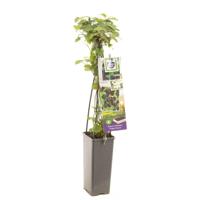 Rubus fruticosus Triple Crown Doornloze braam fruitplant Fruithof - Fruithof - thumbnail