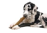 Petstages - Durable Stick - 20 cm - hondenspeelgoed - 1 stuk - thumbnail