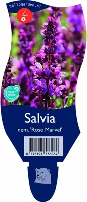 Salvia nem. Rose Marvel Griffioen - Griffioen