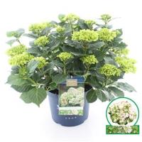 Hydrangea Macrophylla "Magical Noblesse"® boerenhortensia - 40-50 cm - 1 stuks - thumbnail