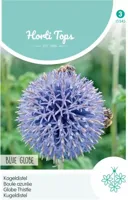 Echinops Ritro Kogeldistel - Hortitops - thumbnail
