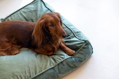 Designed by Lotte Ligkussen hond Nalino - Groen 70 x 55 x 15 cm - thumbnail