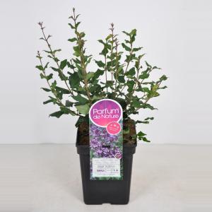 Dwergsering (syringa Bloomerang®"Dark Purple") - 70-100 cm - 1 stuks