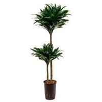 Dracaena compacta M hydrocultuur plant - thumbnail