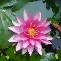 Roze waterlelie (Nymphaea Madame Wilfron Gonnère) waterlelie (6-stuks) - thumbnail