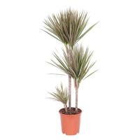 Dracaena Marginata &apos;Bicolor&apos; (Drakenbloedboom) P 24 cm - thumbnail