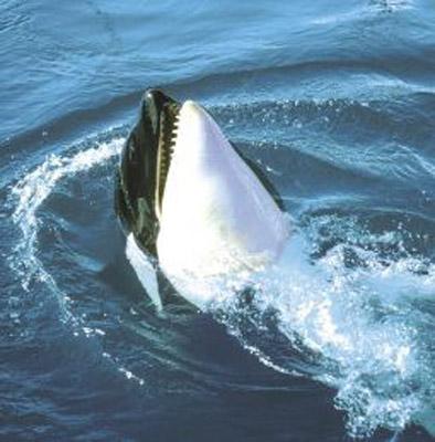 Animal Essences Orca 30 Milliliter Animal Essences Orca 30 Milliliter