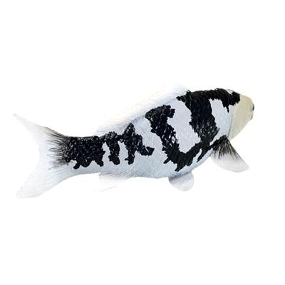 Mojo sealife koi karper - shiro utsuri koi - 381102