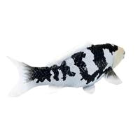 Mojo sealife koi karper - shiro utsuri koi - 381102 - thumbnail