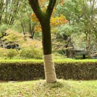 VidaXL Jute rol 200 g/m² 1x25 m 100% jute - thumbnail