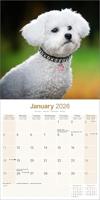 Bichon Frise Kalender 2026 - thumbnail