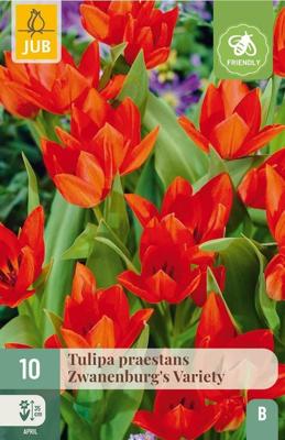 Tulp praestans zwanenburg variety 10 bollen