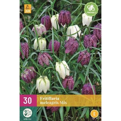 Jub Fritillaria meleagris mix 30st Jub Fritillaria meleagris mix 30st