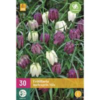 Jub Fritillaria meleagris mix 30st - thumbnail