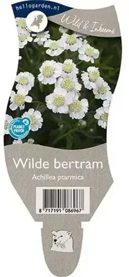 Wilde bertram vaste plant Griffioen - Griffioen