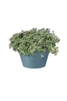 Elho schaal loft urban 35cm blauw - thumbnail