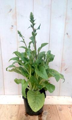 Vingerhoedskruid Digitalis purpurea blauw 40 cm Warentuin Natuurlijk - Warentuin natuurlijk Vingerhoedskruid Digitalis purpurea blauw 40 cm Warentuin Natuurlijk - Warentuin natuurlijk