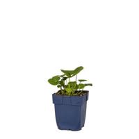 Alcea rosea Nigra vaste plant Griffioen - Griffioen - thumbnail