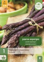 Asparagus erasmus bloembol 1 stuk Asperge JUB - Jub - thumbnail