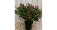Skimmia Japonica rubella 50 cm Warentuin Natuurlijk - Warentuin natuurlijk - thumbnail