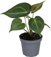 Anthurium clarinervium 12cm - thumbnail