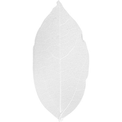 Creativ Company Skeleton leaves , l: 6-8 cm, wit, 20 stuk/ 1 doos Creativ Company Skeleton leaves , l: 6-8 cm, wit, 20 stuk/ 1 doos