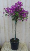 Bougainvillea op stam roze totale hoogte 100 cm kuipplant Warentuin Natuurlijk - Warentuin natuurlijk - thumbnail