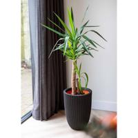 Capi nature groove nl elegant laag bloempot 46x58 cm zwart - thumbnail