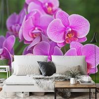 Fotobehang - Roze Orchidee Bloesems, in 11 maten te koop, premium print, incl behanglijm - thumbnail