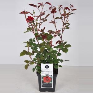 Grootbloemige roos (rosa "Duftfestival"®) - C5 - 1 stuks