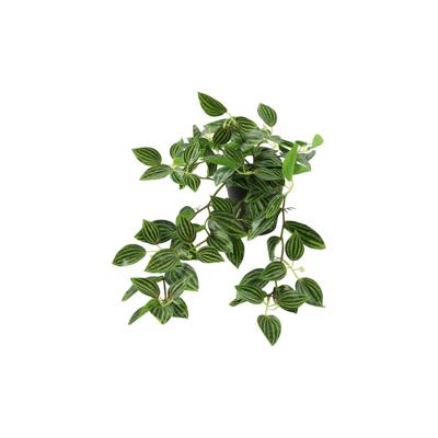 Kunstplant Peperomia groen H23cm