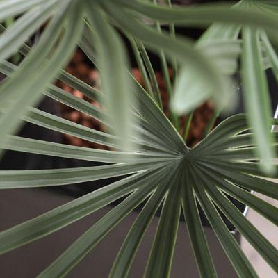 Raphis kunstplant 60cm - UV bestendig