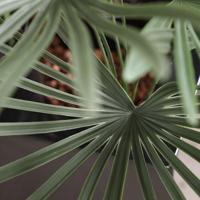 Raphis kunstplant 60cm - UV bestendig - thumbnail