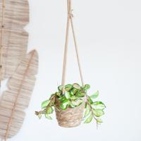 Hoya Carnosa Tricolor - Wasbloem - P14 - thumbnail