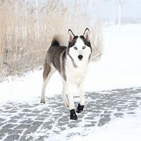 Kauwspeelgoed voor honden Trixie 56 cm - thumbnail